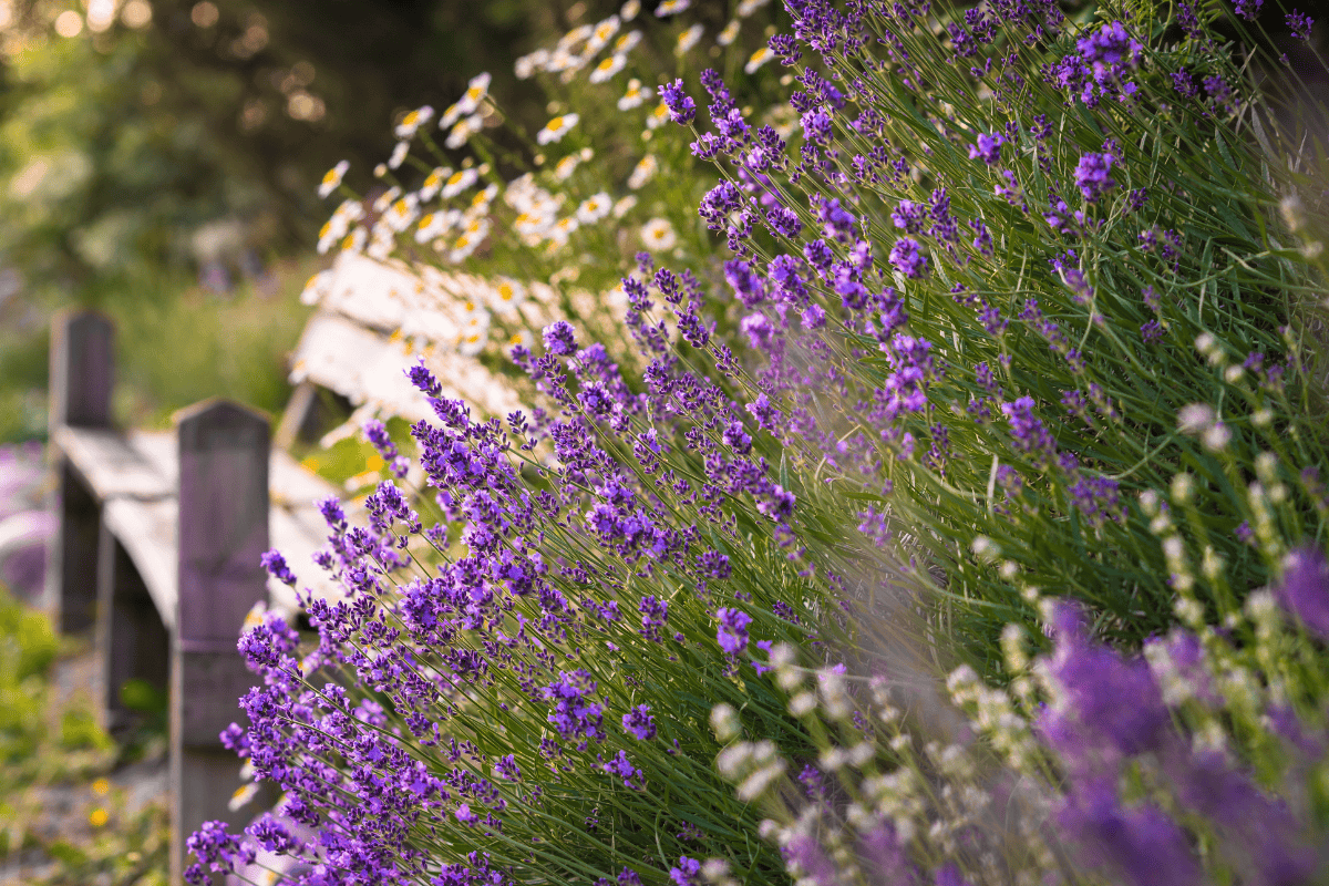 Top 25 Perennials Deer Proof: Beautiful Plants for a Protected Garden ...