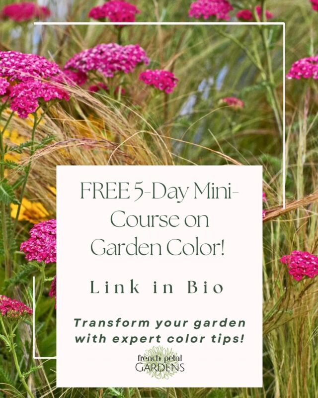🌸 Ready to transform your garden into a vibrant, colorful masterpiece? 🌿

Our FREE 5-Day Mini Course on Garden Color is here to help you design a garden that pops with stunning color combinations—all without the guesswork! 🎨✨

🌼 What you’ll learn:
✅ How to pair colors for year-round beauty
✅ Tips to create a cohesive and eye-catching design
✅ Expert advice to make your garden stand out

🌿 Don’t miss out on this opportunity to elevate your garden game. Join today—link in bio! 💐

#GardenColor #FreeMiniCourse #GardenDesignTips #VibrantGardens #ColorfulGardening