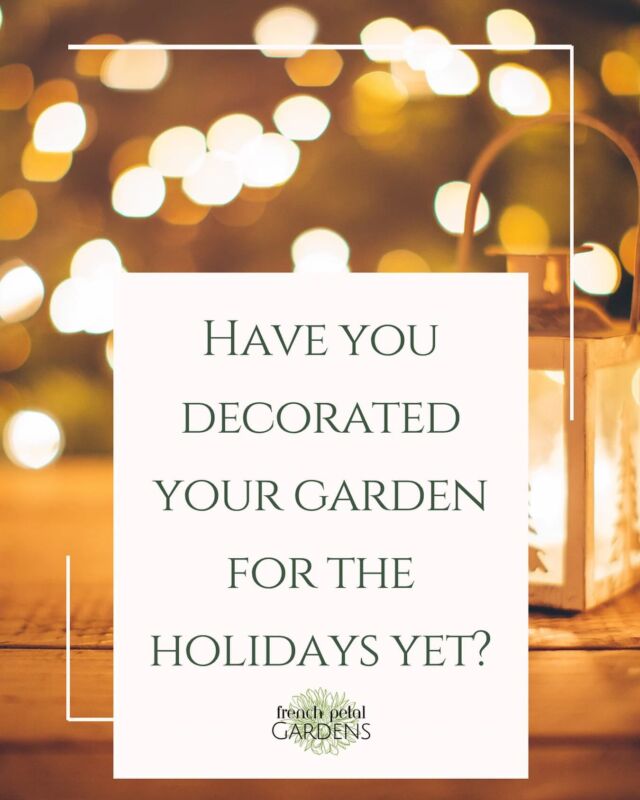 How do you decorate your garden for the holidays? 🌟 Share your favorite tips or traditions in the comments!