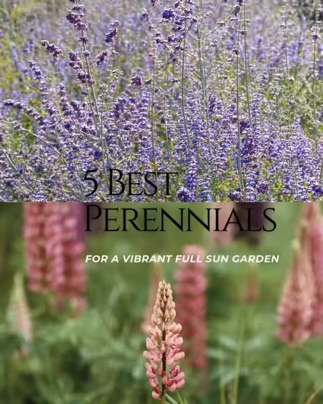 🌟 Dreaming of Your Perfect Summer Garden? Start Planning Now! 🌞

As the winter chill sets in, there’s no better time to start envisioning a garden full of vibrant perennials that thrive in full sun. These five standout plants will inspire you to create a stunning space for next season:

🌸 Lupine – Vibrant elegance with bold, colorful spikes.
🌿 Russian Sage – Wispy lavender blooms that thrive with minimal care.
🍂 Autumn Joy Sedum – Effortless, late-season beauty.
🦋 Milkweed – A pollinator’s paradise, bringing butterflies to your garden.
🌾 Feather Reed Grass – Graceful movement and year-round texture.

✨ Ready to get started? Dive into our latest blog post, “25 Bright Full Sun Perennial Garden Ideas,” for expert tips, creative design ideas, and inspiration to plan your dream garden.

👉 Click the link in bio to read the full post and learn how our Full Sun Garden Template can make next season’s planning effortless! 🌿

💬 Share your favorite perennial in the comments below and save this post for your garden goals! 🌻

#WinterGardenPlanning #FullSunPerennials #GardenDesign #FrenchPetalGardens